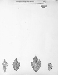 Phoma macularis image